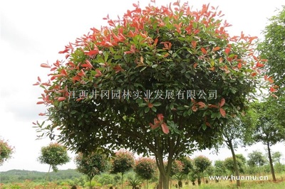 紅葉石楠江西吉安精品苗木,工程苗木-江西井岡園林實業發展商鋪供應列表-第1頁
