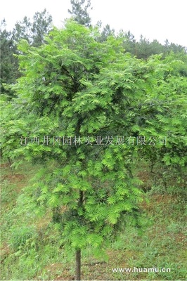 江西吉安紅豆杉_|江西井岡園林實業發展供應江西吉安紅豆杉
