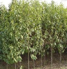 河南北方園林綠化實(shí)業(yè)