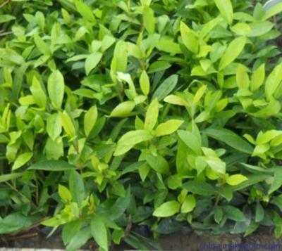 供應(yīng)東莞園林公司長期供應(yīng)苗木圖片,供應(yīng)東莞園林公司長期供應(yīng)苗木圖片大全,廣東華美霖園林實(shí)業(yè)-