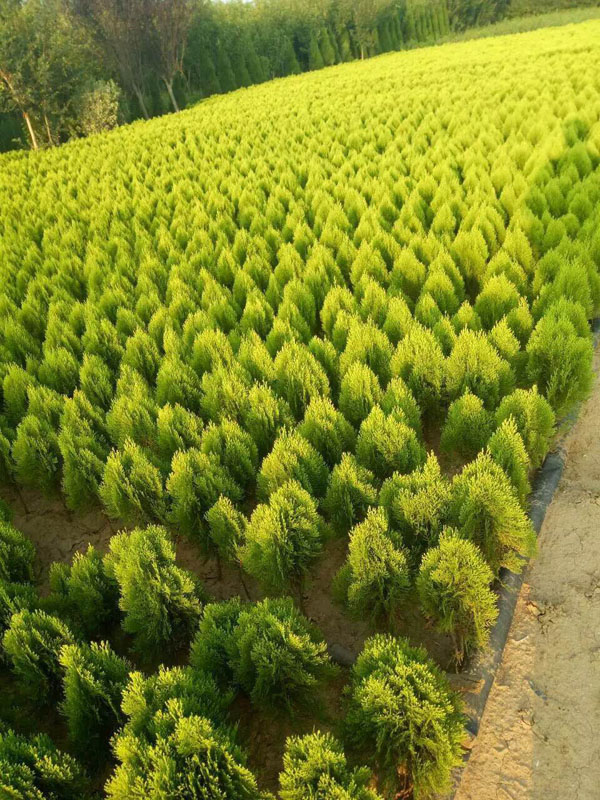 _河南灑金柏_河南開元園林生態實業