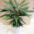 植物租賃_植物租賃供貨商_供應植物租賃-上海花卉租賃報價-浦東花卉租賃聯系電話_植物租賃價格_上海康馨園林(晨蘇實業)