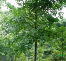 河南北方園林綠化實業(yè)