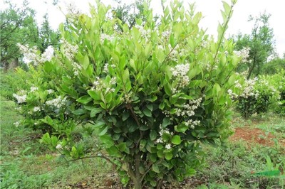 優質園林綠化苗木供應 大葉女貞、小葉女貞球、金森女貞及其球型品種